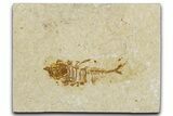Juvenile Fossil Fish (Diplomystus) - Wyoming #344804-1